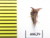 Membracidae sp.  India - INSECTS-STORE.RU