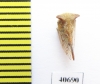 Membracidae sp.  India - INSECTS-STORE.RU