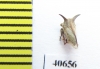 Membracidae sp.  India - INSECTS-STORE.RU