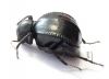 Dichta sp.  South Africa Rep. - INSECTS-STORE.RU