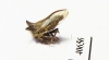 Membracidae sp.  India - INSECTS-STORE.RU