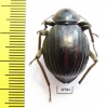 Tenebrionidae sp.  South Africa Rep. - INSECTS-STORE.RU