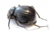 Tenebrionidae sp.  South Africa Rep. - INSECTS-STORE.RU