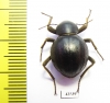 Tenebrionidae sp.  South Africa Rep. - INSECTS-STORE.RU