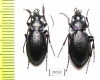 Carabus (Morphocarabus) odoratus melleus?, pair  Russia, Burjatia reg. - INSECTS-STORE.RU