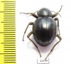 Tenebrionidae sp.  South Africa Rep. - INSECTS-STORE.RU
