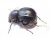 Tenebrionidae sp.  South Africa Rep. - INSECTS-STORE.RU