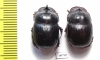 Catharsius sp.  India - INSECTS-STORE.RU