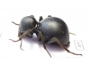 Tenebrionidae sp.  South Africa Rep. - INSECTS-STORE.RU
