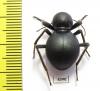 Tenebrionidae sp.  South Africa Rep. - INSECTS-STORE.RU
