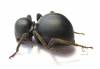 Tenebrionidae sp.  South Africa Rep. - INSECTS-STORE.RU