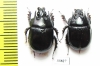Typhaeus typhoeus, male  France - INSECTS-STORE.RU