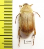 Sparrmannia sp.?  South Africa Rep. - INSECTS-STORE.RU