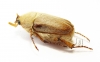 Sparrmannia sp.?  South Africa Rep. - INSECTS-STORE.RU