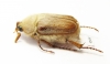 Sparrmannia sp.?  South Africa Rep. - INSECTS-STORE.RU
