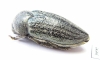 Julodella ? schochi  Iran, E.Azerbaijan prov. - INSECTS-STORE.RU