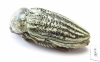 Julodella ? schochi  Iran, E.Azerbaijan prov. - INSECTS-STORE.RU