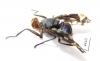 Diptera sp.  Indonesia, Kalimantan - INSECTS-STORE.RU