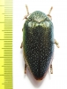 Sternocera syriaca revoili  Ethiopia - INSECTS-STORE.RU