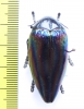 Sternocera iris  Congo - INSECTS-STORE.RU