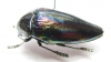 Sternocera iris  Congo - INSECTS-STORE.RU