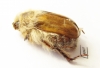 Sparrmannia sp.  South Africa Rep. - INSECTS-STORE.RU