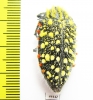 Julodis sulcicollis ssp.1  South Africa Rep. - INSECTS-STORE.RU