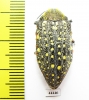 Julodis chevrolati ssp.1  South Africa Rep. - INSECTS-STORE.RU