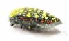 Julodis sulcicollis ssp.1  South Africa Rep. - INSECTS-STORE.RU