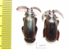 Paussinae sp.  South Africa Rep. - INSECTS-STORE.RU