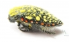Julodis sulcicollis ssp.1  South Africa Rep. - INSECTS-STORE.RU