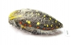 Julodis chevrolati ssp.1  South Africa Rep. - INSECTS-STORE.RU