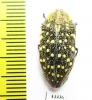 Julodis chevrolati ssp.2  South Africa Rep. - INSECTS-STORE.RU