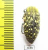 Julodis chevrolati ssp.2  South Africa Rep. - INSECTS-STORE.RU