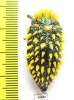 Julodis viridipes ssp.1  South Africa Rep. - INSECTS-STORE.RU