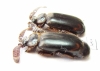Paussinae sp.  South Africa Rep. - INSECTS-STORE.RU
