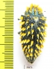 Julodis viridipes ssp.1  South Africa Rep. - INSECTS-STORE.RU