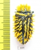 Julodis viridipes ssp.1 South Africa Rep. - INSECTS-STORE.RU