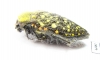 Julodis chevrolati ssp.2  South Africa Rep. - INSECTS-STORE.RU