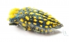 Julodis viridipes ssp.1  South Africa Rep. - INSECTS-STORE.RU