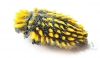 Julodis viridipes ssp.1 South Africa Rep. - INSECTS-STORE.RU