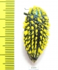 Julodis viridipes ssp.2 South Africa Rep. - INSECTS-STORE.RU