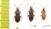 Pythidae, Pytho depressus  Russia, Tver reg. - INSECTS-STORE.RU