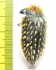 Julodis cirrosa hirtiventris  South Africa Rep. - INSECTS-STORE.RU