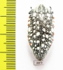 Julodis sulcicollis ssp.  South Africa Rep. - INSECTS-STORE.RU