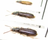 Pythidae, Pytho depressus  Russia, Tver reg. - INSECTS-STORE.RU