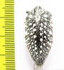 Julodis sulcicollis ssp.  South Africa Rep. - INSECTS-STORE.RU