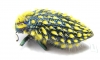 Julodis viridipes ssp.2 South Africa Rep. - INSECTS-STORE.RU