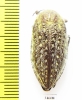 Julodis rothi  Jordan - INSECTS-STORE.RU