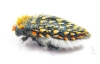 Julodis cirrosa hirtiventris  South Africa Rep. - INSECTS-STORE.RU